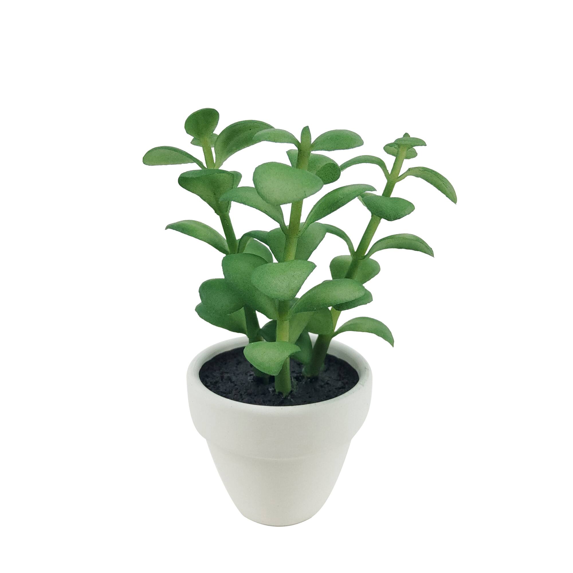 Assorted Micro Potted Succulent, 1pc. by Ashland®